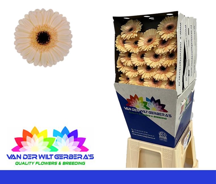 <h4>Germini Mindset Diamond</h4>