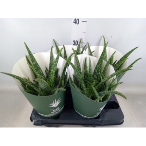 Aloe  'Tropical'