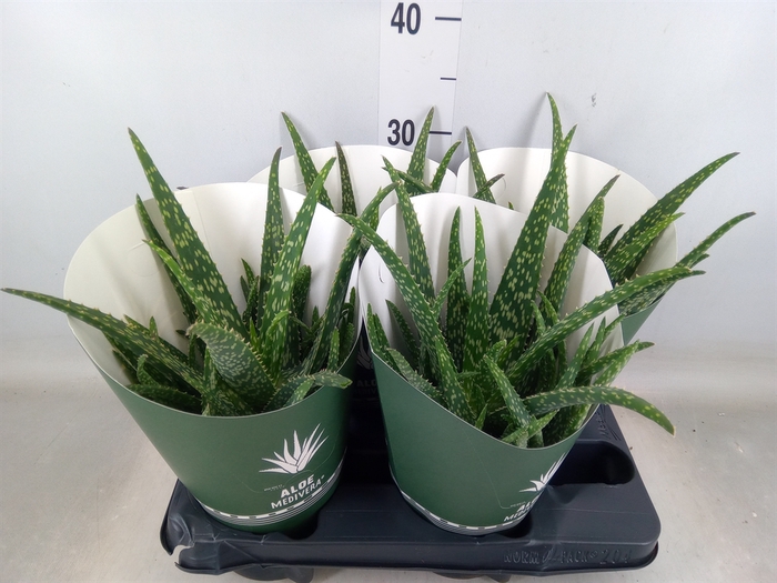 <h4>Aloe  'Tropical'</h4>