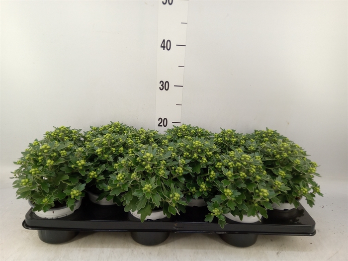 <h4>Ajania pacifica 'Pacific White'</h4>