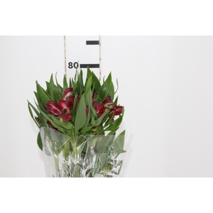ALSTROEMERIA GALERAS 080 CM