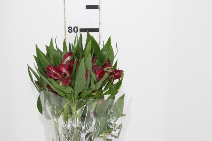 ALSTROEMERIA GALERAS 080 CM