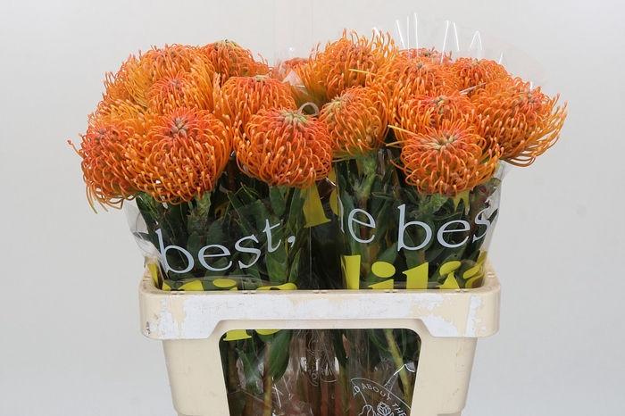 <h4>Nutans Ayoba Peach</h4>