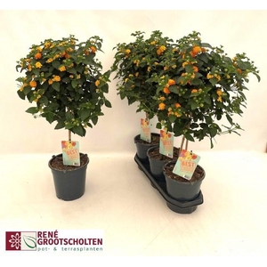 LANTANA CAM OV