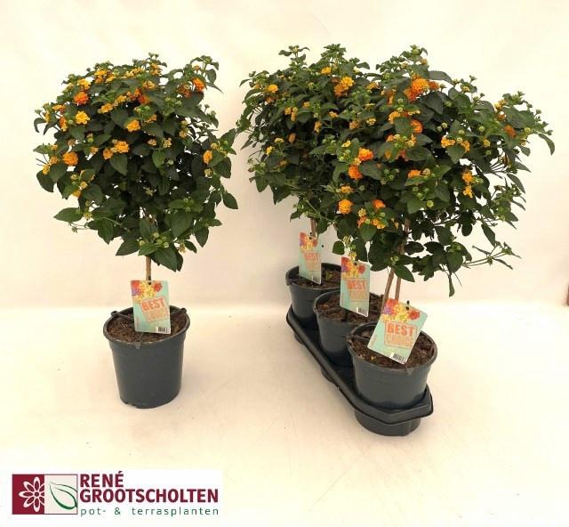<h4>LANTANA CAM OV</h4>