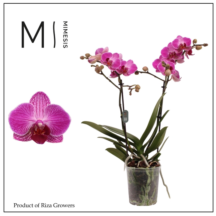 <h4>Phalaenopsis Ranion 2 spike - 12cm | Mimesis</h4>