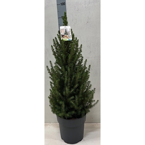 PICEA GL CONICA