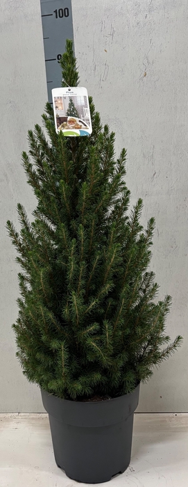 <h4>PICEA GL CONICA</h4>