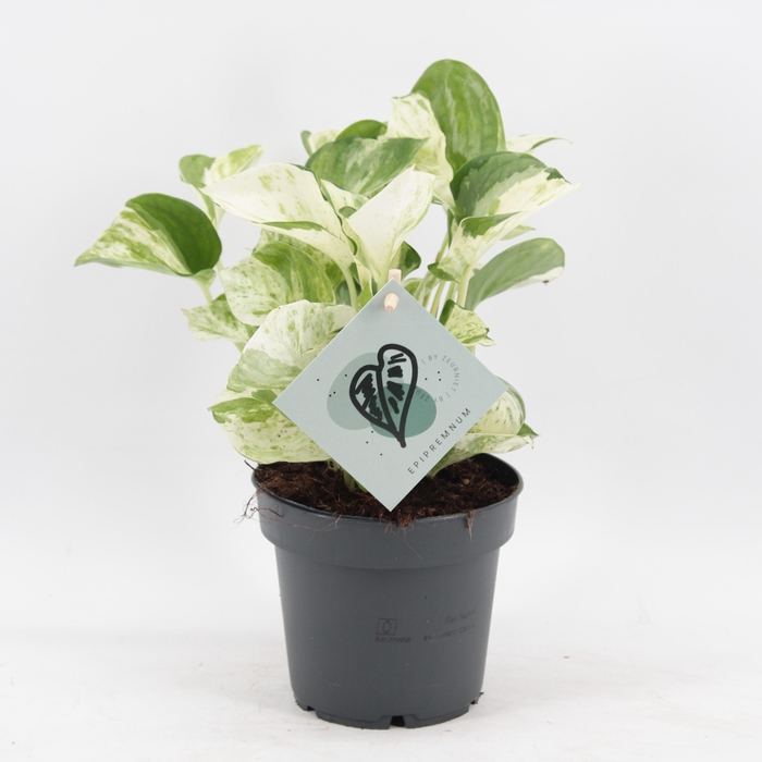 <h4>Epipremnum Manjula</h4>