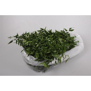 RUSCUS ZAK