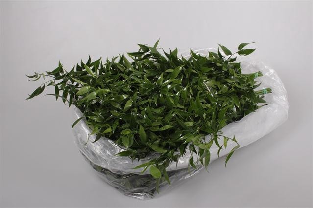 RUSCUS ZAK