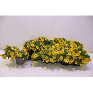 arr8 Calib Minif Yellow