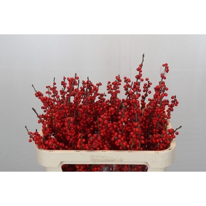 Ilex Verticillata Red