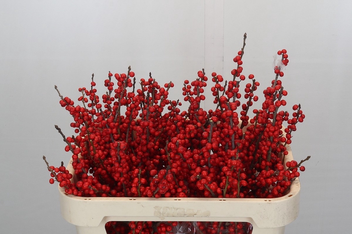 <h4>Ilex Verticillata Red</h4>