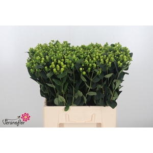 HYP MAG GREEN REVIVA