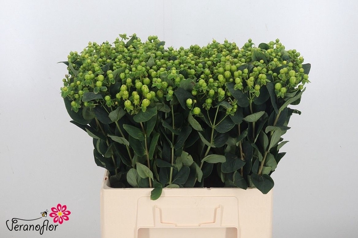 <h4>HYP MAG GREEN REVIVA</h4>