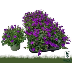 Campanula Portulaca Get Mee