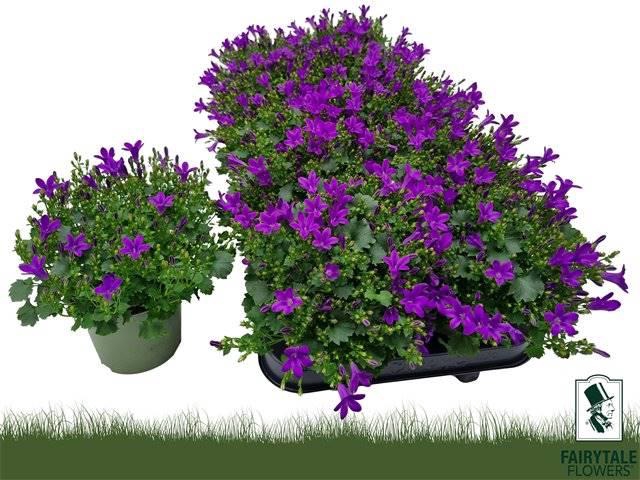 <h4>Campanula Portulaca Get Mee</h4>