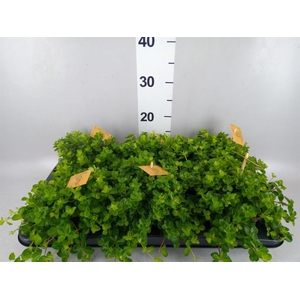 Peperomia rotundifolia