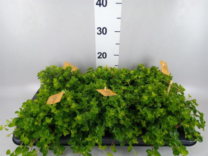<h4>Peperomia rotundifolia</h4>