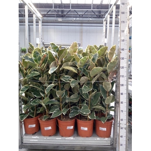 Ficus elastica 'Tineke'