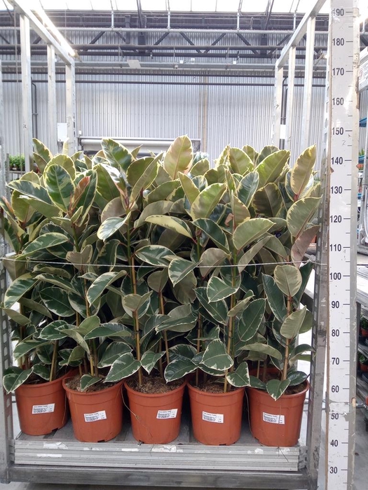 <h4>Ficus elastica 'Tineke'</h4>