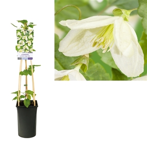 Clematis cirrhosa 'Jingle Bells' +light label