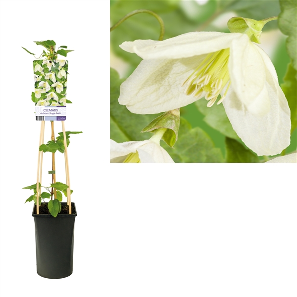 <h4>Clematis cirrhosa 'Jingle Bells' +light label</h4>