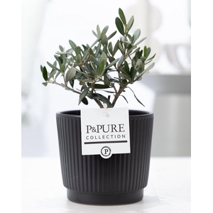 Olea Europaea in P&PURE Liv ceramics matt black