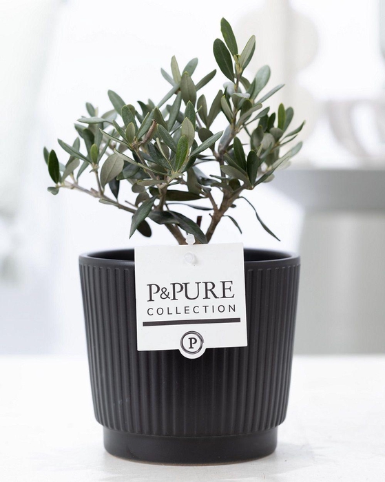 <h4>Olea Europaea in P&PURE Liv ceramics matt black</h4>