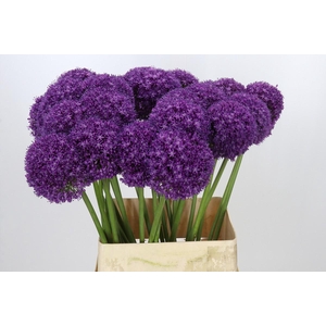 Allium Ambassador
