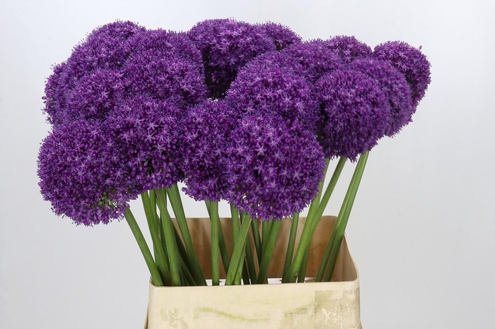 <h4>Allium Ambassador</h4>