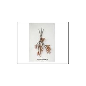 AF Alder Bundle 3pcs L45cm Or