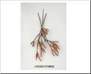 <h4>AF Alder Bundle 3pcs L45cm Or</h4>