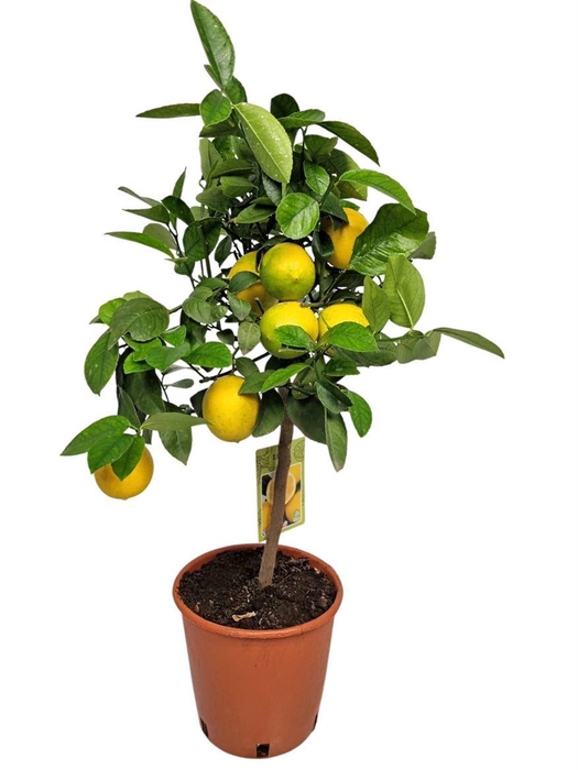 <h4>CITR MEYERI MEYER</h4>