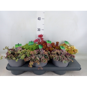 Sedum   ...mix
