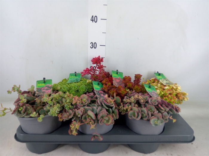<h4>Sedum   ...mix</h4>