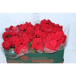 BEGONIA BALADIN P15