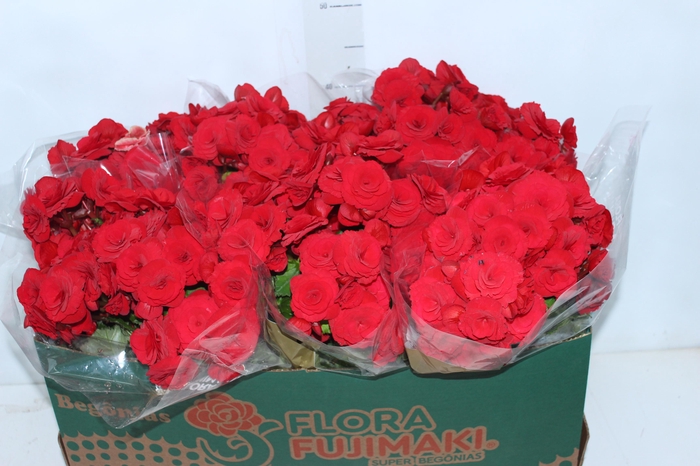 <h4>BEGONIA BALADIN P15</h4>