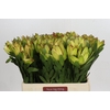 Leucadendron Goldstrike