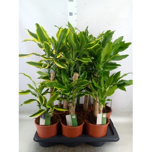 Dracaena frag.   ...mix 3