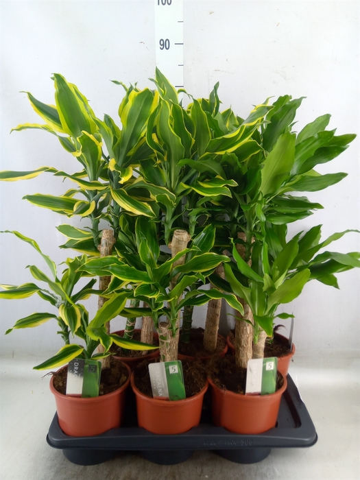 <h4>Dracaena frag.   ...mix 3</h4>