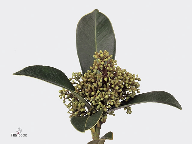 Skimmia Confusa Kew Gre