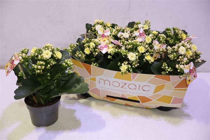Kal Ge Sp Mozaic