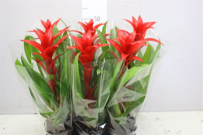 <h4>Guzmania Brimstone</h4>
