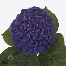 Hydrangea royal king