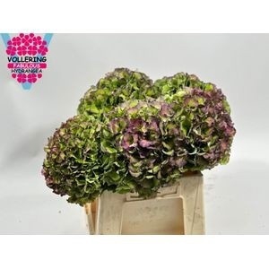 Hydrangea royal pride classic