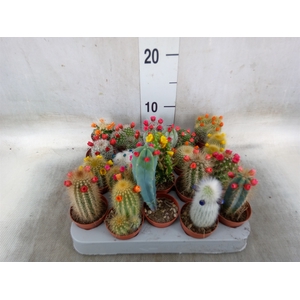 Cactus   ...decorated