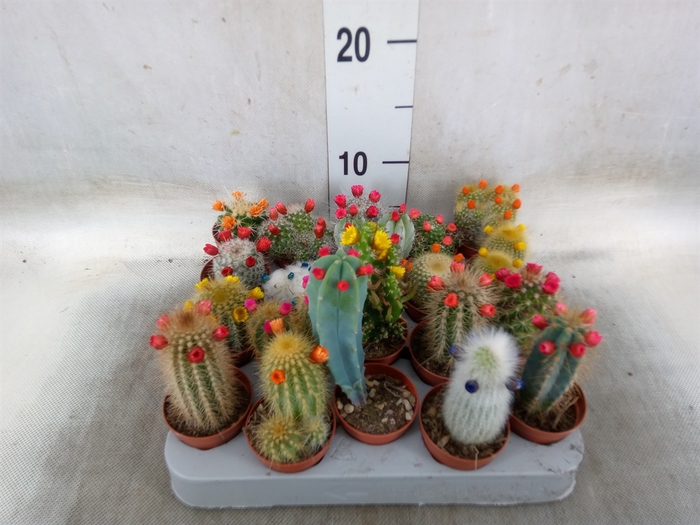 <h4>Cactus   ...decorated</h4>