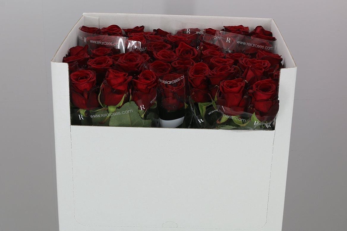 <h4>R Gr Red Naomi!</h4>